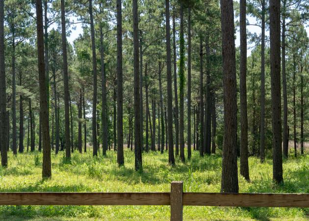 pine trees and fence