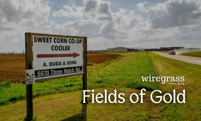Fields of Gold