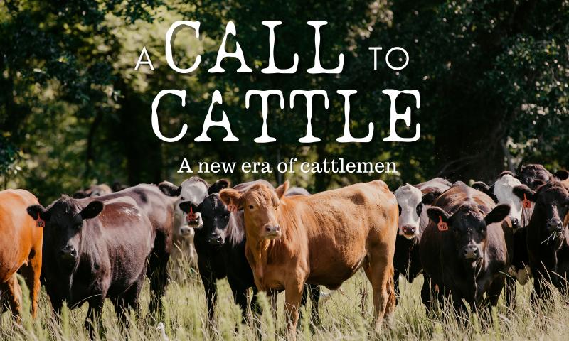 Image of cattle with text reading Call to Cattle