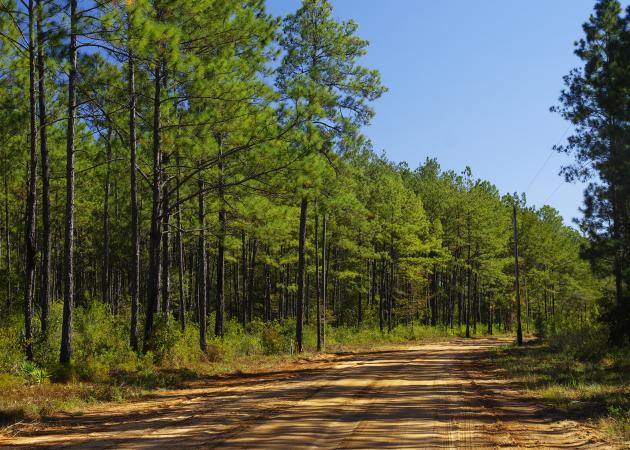 dirt road and pine trees