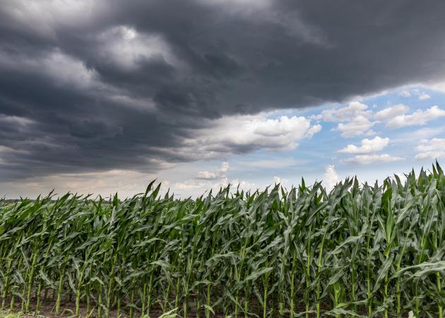 Cornfield with storm clouds